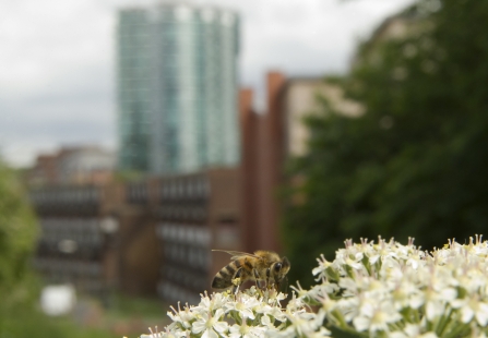 Urban bee © Paul Hobson