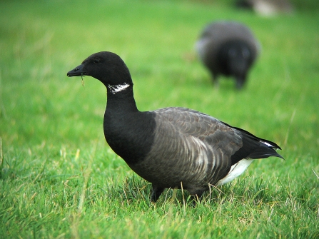 Adult dark-bellied Brent goose