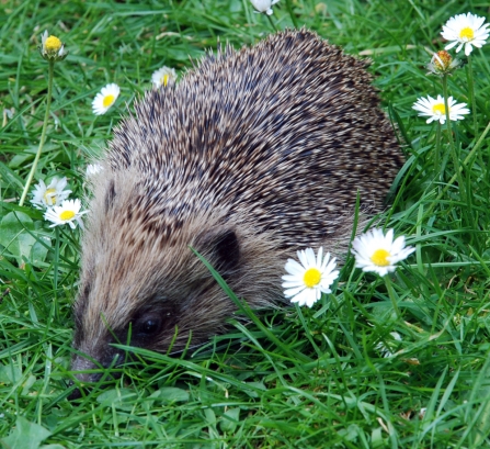 Help our Hedgehogs talk, South Downs Group