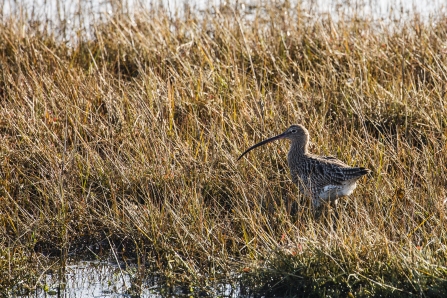 Curlew at Keyhaven Marshes