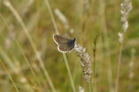 Brown argus in our camp area