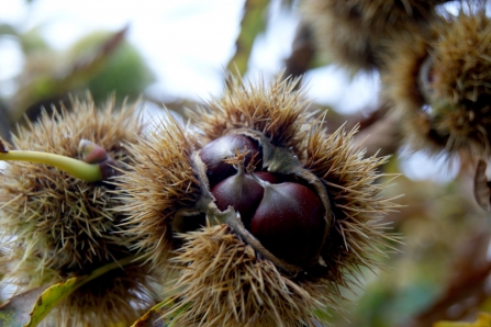 Sweet chestnut in Chalton, Hampshire