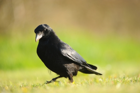 Carrion Crow © Amy Lewis