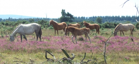 New Forest ponies by Clive Chatters