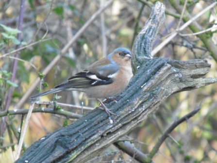 Young Naturalists chaffinch