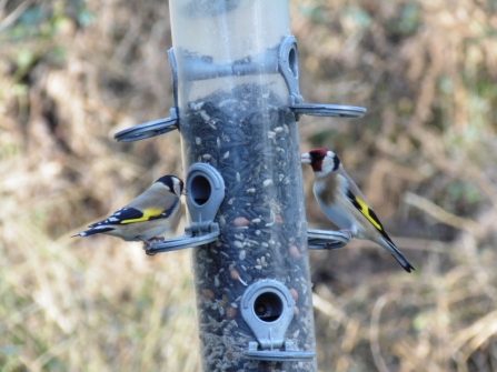 Young Naturalists goldfinch