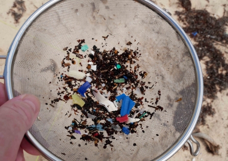 Microplastics collected in Sian Ka'an using the Big Microplastic Survey © David Jones/Just One Ocean