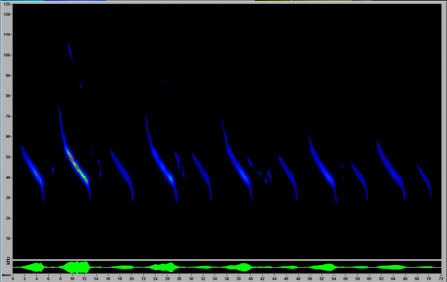 A screenshot from Sonobat software showing a frequency modulated Myotis bat call