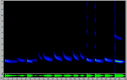 A screenshot from Sonobat software showing a noctule call with alternating call types