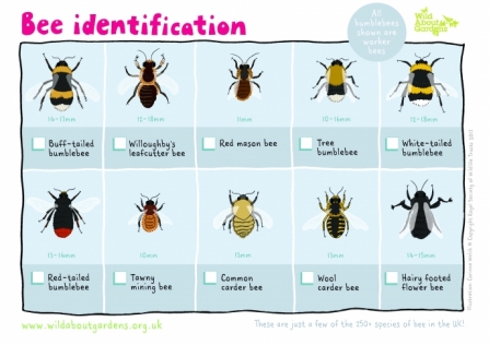 Bee ID sheet_0