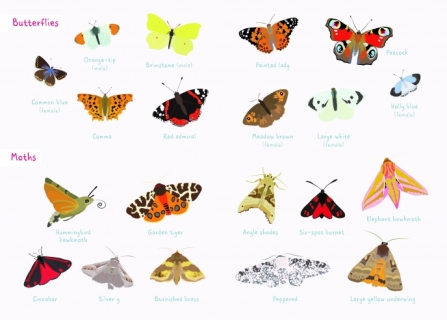 Butterfly and moth spotting sheet_0