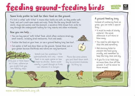 Ground feeding birds_0