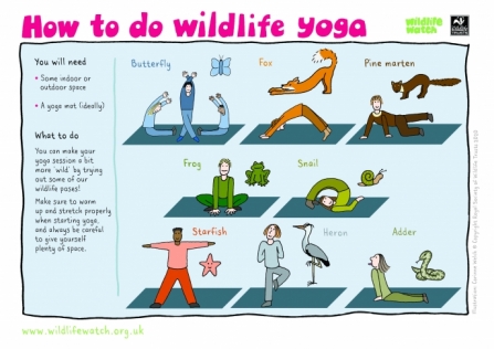 Wildlife Yoga