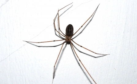 A male Daddy-long-legs spider