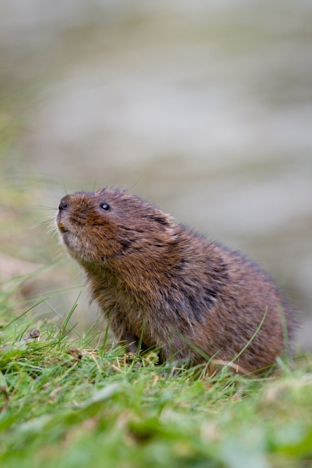 RS1310_Water_vole_sniffing_air_Tom_Marshall_compressed-lpr