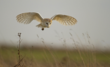 Barn owl hunting (c) Russell Savory