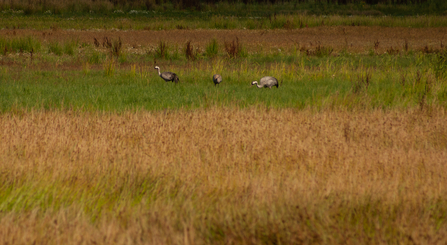 Lincolnshire Wildlife Trust crane family at Willow Tree Fen nature reserve (c) John Oliver