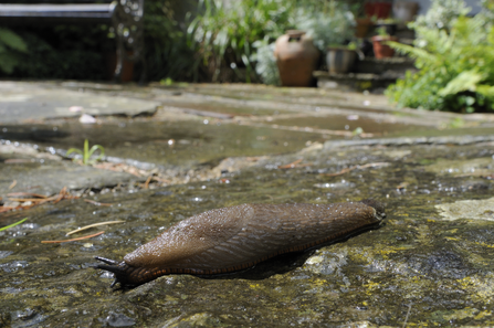 Great black slug (Arion ater) brown form, crawling over patio after rain, with house and garden bench in the background, Wiltshire, UK, July.