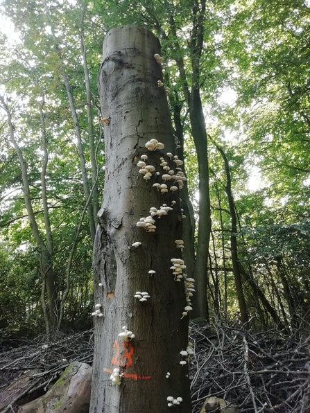dead wood and fungi