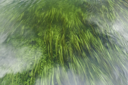 Aquatic vegetation in the River Test © Guy Edwardes