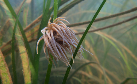 A snakelocks anemone on seagrass