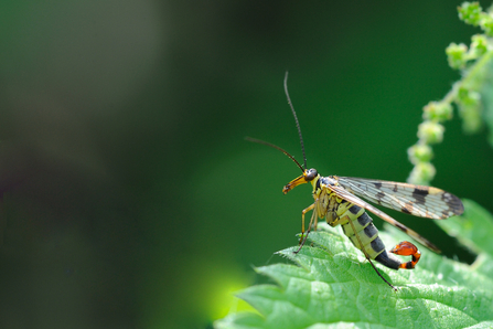 scorpion fly - Amy Lewis