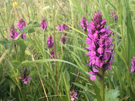 Early purple orchids © Sue Reid