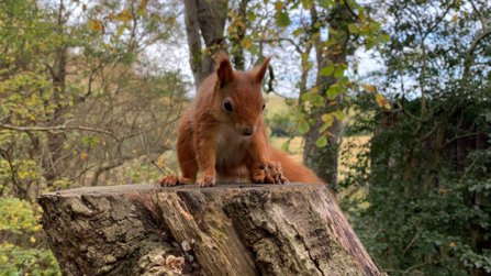 Red squirrel at Alverstone Mead bird hide