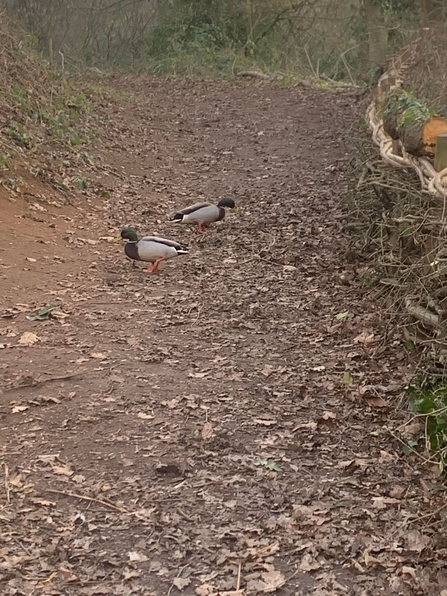 Two male mallard ducks facing opposite directions on a footpath