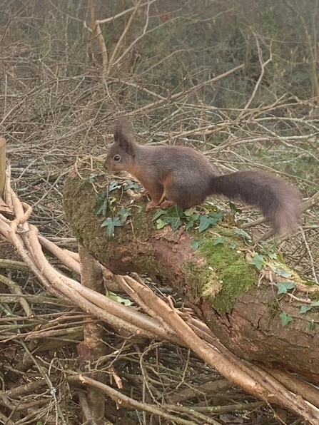 Red squirrel perching on a log