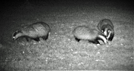 Night time image of three badgers rooting around in the ground