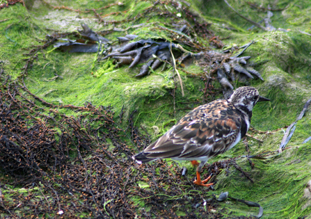 Turnstone facing away from camera, walking over the green seaweed and algae at low tide.