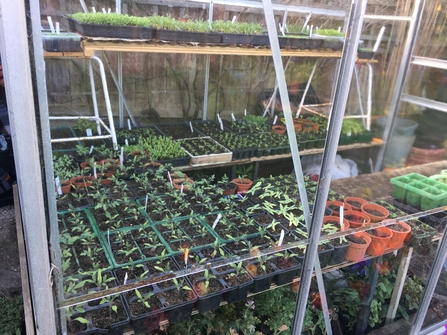 Seedlings in Greenhouse