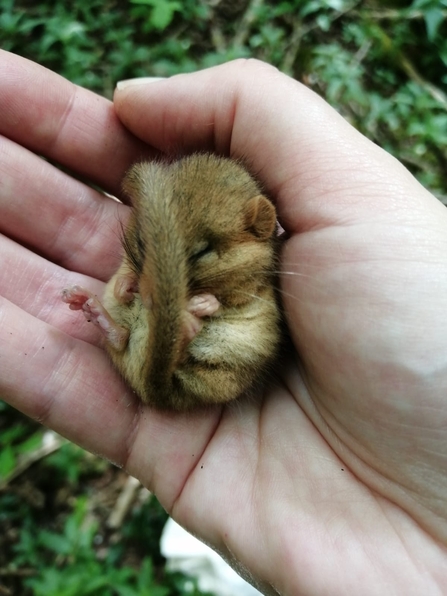dormouse in hand