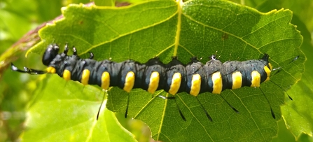 Alder Moth Caterpillar on leaf