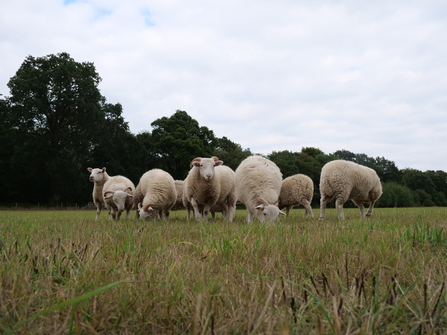 Sheep at College Copse 