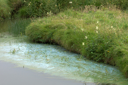 Cyanobacteria or 'blue-green algae' in river © Mike Pennington