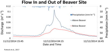 Devon Beaver Project - Flow in and out of beaver site graph 