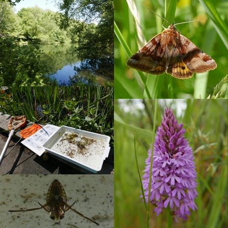Collage - nature reserve, below Pond life ID trey and sheets, butterfly and orchid 