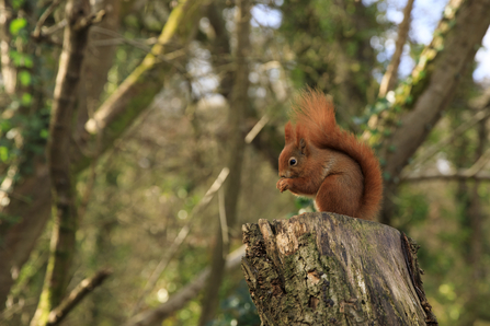 a red squirrel rests on a log against a woodland background