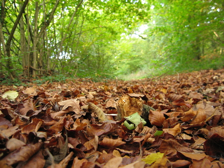 autumn leaves lying on the forest floor with overhanging trees in the background