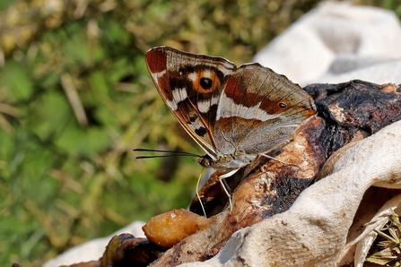 A purple emperor butterfly sits on a log
