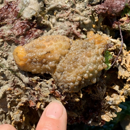 a warty doris sea slug found on a muddy rock in Hythe