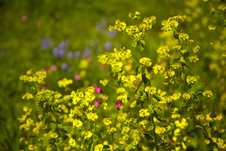yellow wood spurge against a background of bushes