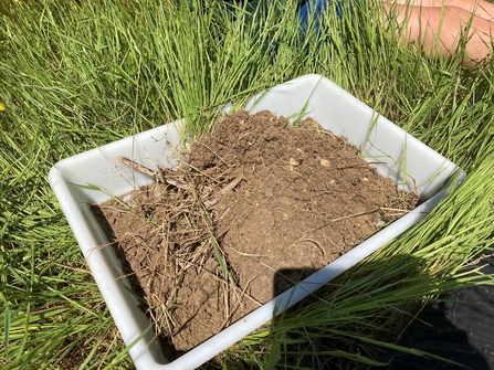 Soil tray with brown soil in. Tray is sat in green grass