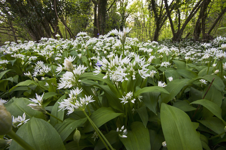 Close up of Wild Garlic in bloom in a woodland 