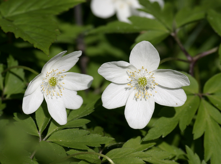 2 wood anemone in flower viewed from above them