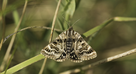 mother shipton moth - Janet Packham