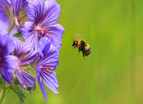 Bumblebee © Jon Hawkins, SurreyHillsPhotography