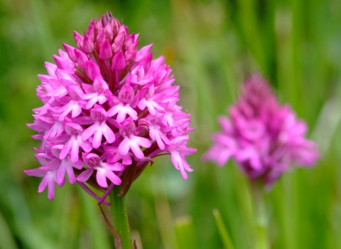 Pyramidal orchid © Mark Heighes